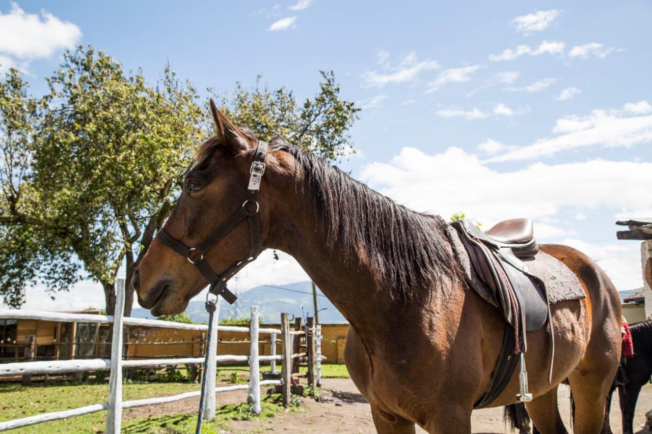 Hosteria Papagayo Cotopaxi Machachi Zewnętrze zdjęcie